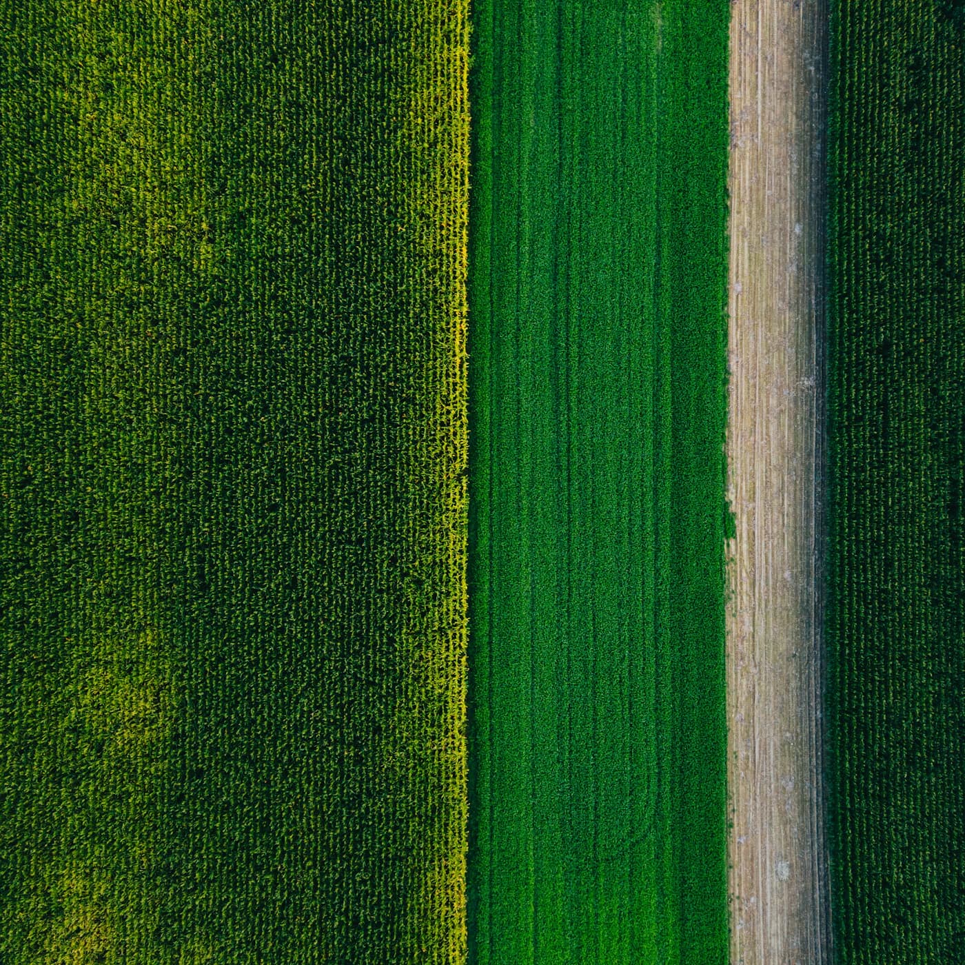 A field of green