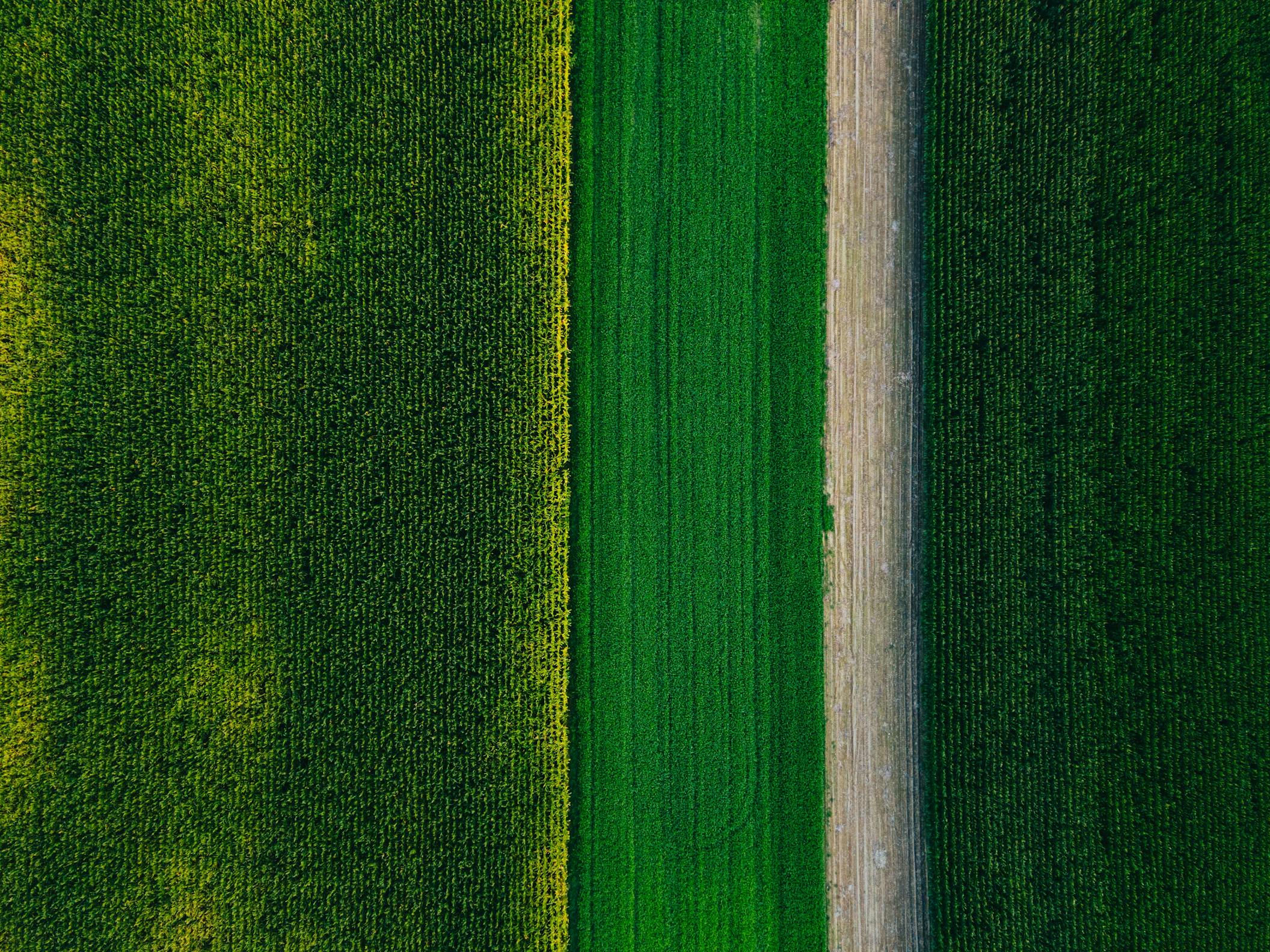 A field of green