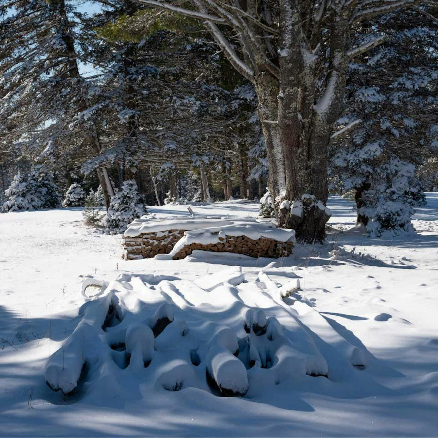 logs in snow