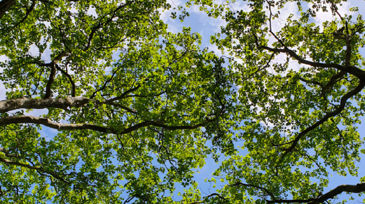 a canopy of bright green trees against a blue sky